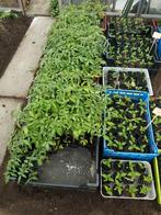 Tomatenplanten pyros F1 hybride + paprika, Tuin en Terras, Planten | Tuinplanten, Ophalen