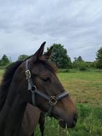 Grote merrie, Dieren en Toebehoren, Merrie, Springpaard, Gechipt, 0 tot 2 jaar