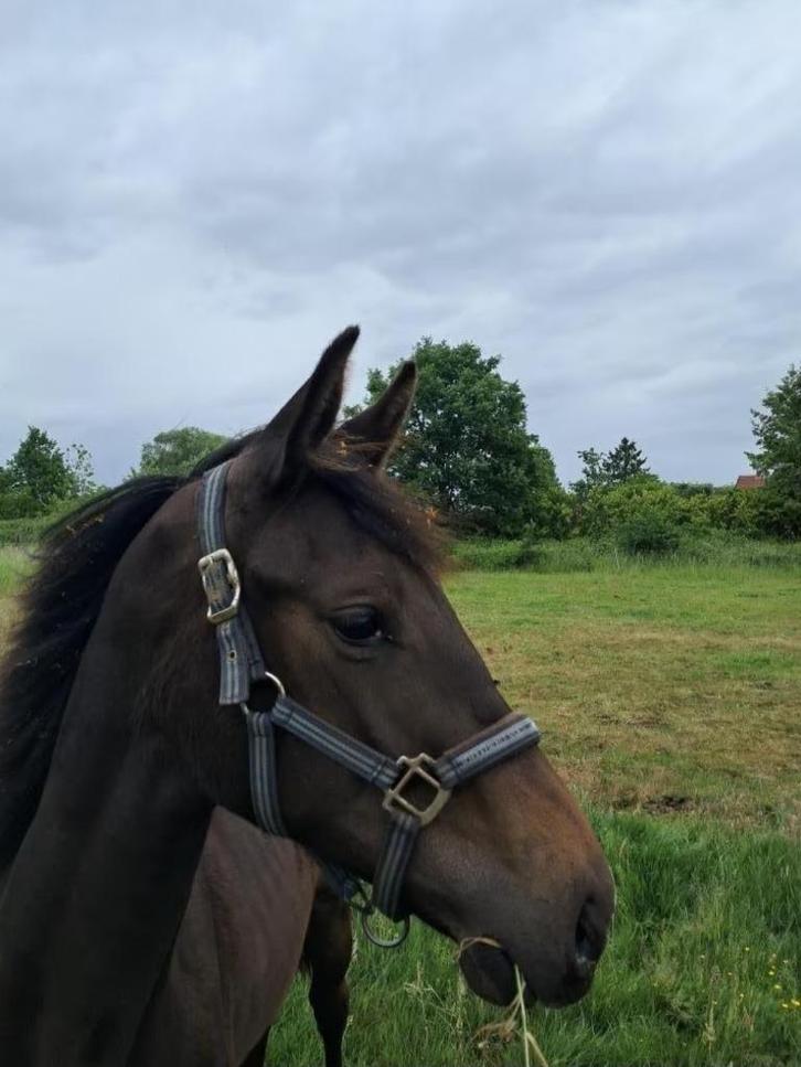 Grote merrie, Dieren en Toebehoren, Paarden, Merrie, Onbeleerd, 160 tot 165 cm, 0 tot 2 jaar, Springpaard, Met stamboom, Gechipt