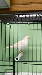 Kanarie pop wit dominant, Dieren en Toebehoren, Vrouwelijk, Kleurkanarie