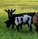Dwerggeitjes, Animaux & Accessoires, Moutons, Chèvres & Cochons, Mâle, Chèvre, 0 à 2 ans