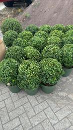 Buxus bollen, Ophalen, Buxus
