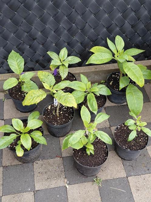 Brugmansias verschillende soorten beschikbaar, Tuin en Terras, Planten | Tuinplanten, Ophalen