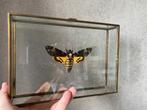 Papillon Sphinx Tête de Mort Acherontia Atropos caisson 3D, Insecte, Animal empaillé, Enlèvement ou Envoi, Neuf
