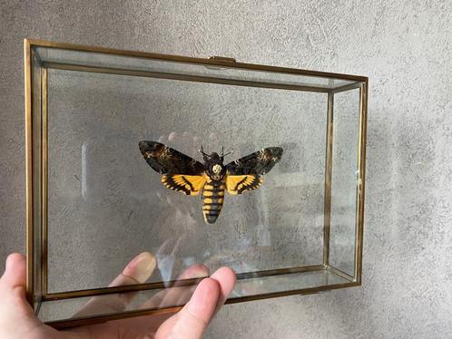 3D-doos met vlindersfinxschedel Acherontia Atropos, Verzamelen, Dierenverzamelingen, Nieuw, Opgezet dier, Insect, Ophalen of Verzenden