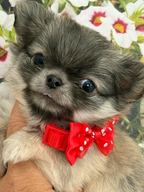 klein mini chihuahua reutje, Dieren en Toebehoren, Honden | Chihuahua's en Gezelschapshonden, Reu, Chihuahua, Fokker | Hobbymatig