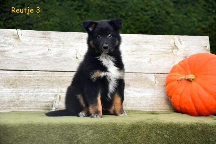 Kruising Herder pups, Dieren en Toebehoren, Honden | Herdershonden en Veedrijvers, Meerdere dieren, Overige rassen, Fokker | Professioneel