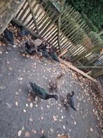 9 Eenden, Dieren en Toebehoren, Pluimvee, Geslacht onbekend, Eend