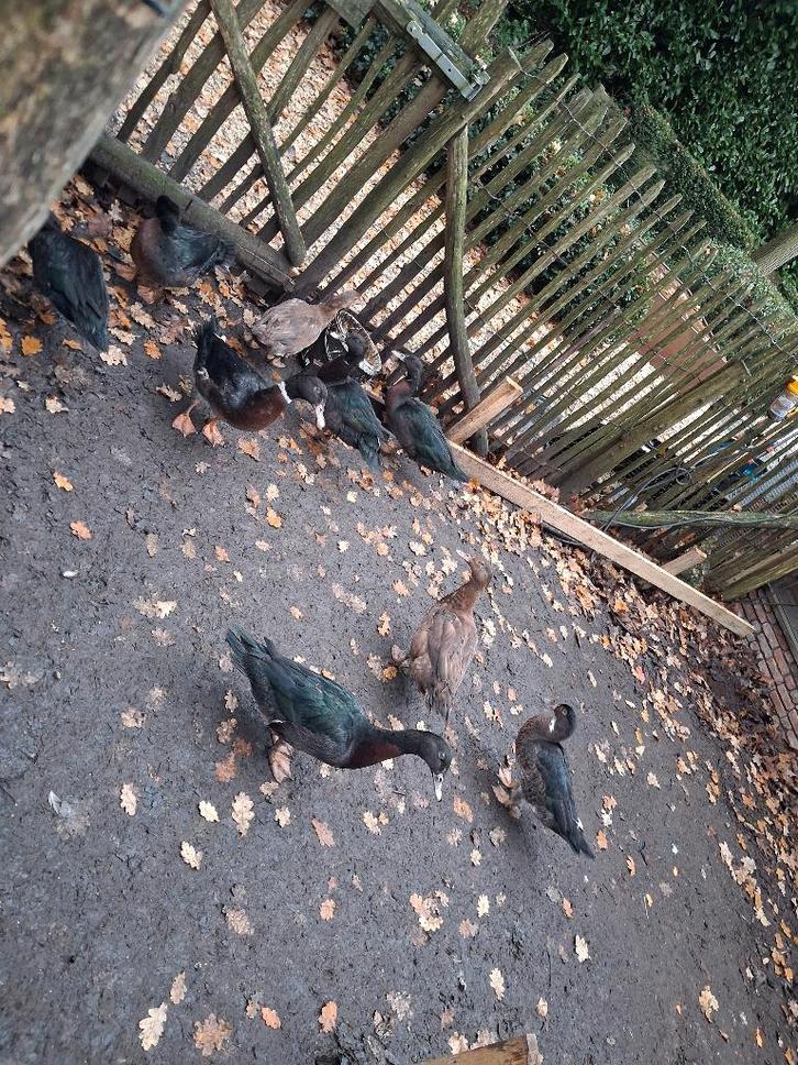 9 Eenden, Dieren en Toebehoren, Pluimvee, Eend, Geslacht onbekend