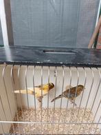 Koppel harlekijnen., Dieren en Toebehoren, Vogels | Kanaries