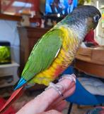 Conure molinae EAM, Dieren en Toebehoren, Vogels | Parkieten en Papegaaien
