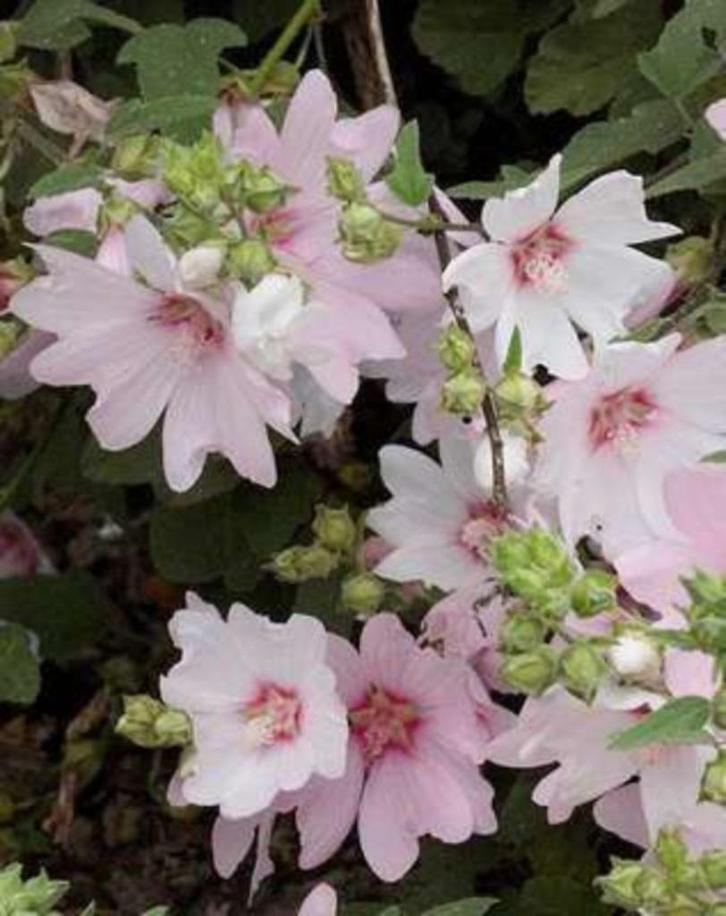 Gaura en Lavatera, Tuin en Terras, Planten | Tuinplanten, Vaste plant, Ophalen of Verzenden