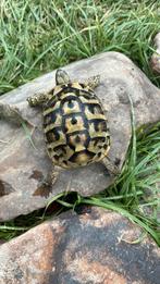 Hermane Boetgeri-schildpad, Dieren en Toebehoren, Reptielen en Amfibieën, Schildpad