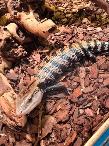 Nakweek blauwtong skink 2024 beschikbaar voor biedingen