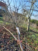 kersenboom  hoogstam, Tuin en Terras, Planten | Fruitbomen, Ophalen, Kersenboom