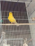 Kooi met een mannelijke kanarie, Dieren en Toebehoren
