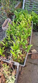 Lelietje-van-dalen, Tuin en Terras, Ophalen of Verzenden