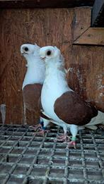 Pigon, Dieren en Toebehoren
