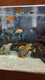 Malawi Vrouwtjes, Vis