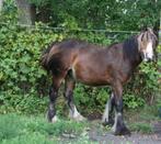 Zeer mooie Irish cob merrie jaarling, Dieren en Toebehoren, Merrie, Niet van toepassing, Gechipt, 0 tot 2 jaar