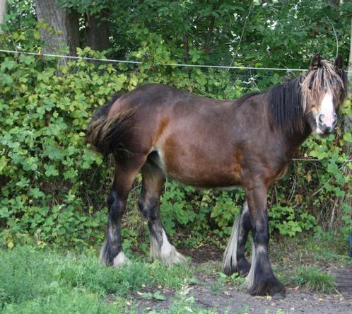 Zeer mooie Irish cob merrie jaarling, Dieren en Toebehoren, Pony's, Merrie, Niet van toepassing, 0 tot 2 jaar, Met stamboom, Gechipt