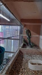 Roodrug poppen 2025, Dieren en Toebehoren, Geringd