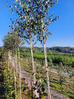 Witte Berk ( Betula utilis) Boom/sierboom, Tuin en Terras, Lente, Overige soorten, Volle zon, 250 tot 400 cm