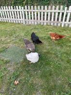 jonge legkippen, Dieren en Toebehoren, Pluimvee, Kip