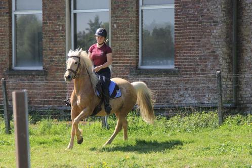 Palomino merrie 9 jaar, Dieren en Toebehoren, Paarden, Merrie, 7 tot 10 jaar, Met stamboom, Gechipt, Ontwormd, Ingeënt