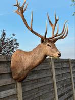 Taxidermie zeer groot prachtig hertenkop, Ophalen of Verzenden