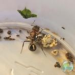 Acromyrmex striatus - reine des fourmis coupeuses de feuille, Fourmis