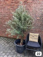 Olijfboom winterhard, Tuin en Terras, Planten | Bomen, Ophalen