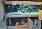Aquarium 450 liter, Enlèvement, Utilisé, Aquarium d'eau douce rempli