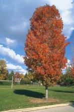 Acer rubrum "Scanlon", Ophalen, Lente, Volle zon