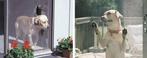 Petscreen - huisdierengaas - hondengaas - kattengaas, Nieuw, Hordeur, Kunststof, Minder dan 200 cm