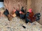 Serama haantjes, Dieren en Toebehoren, Pluimvee, Mannelijk, Kip