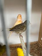 Kanaries 05/2025, Dieren en Toebehoren, Vogels | Kanaries