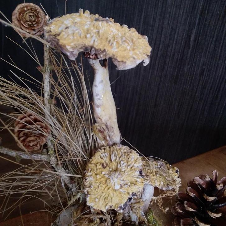 Prachtige botanische paddenstoelen in gips, Antiek en Kunst, Curiosa en Brocante, Verzenden