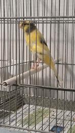 Man 2025, Animaux & Accessoires, Oiseaux | Canaris