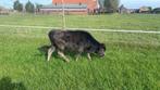 Dahomey miniatuur stier, Dieren en Toebehoren, Runderen, Mannelijk, 0 tot 2 jaar