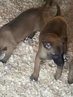 mechelse herder pups super mooi goede afkomst mogen nu weg !, Dieren en Toebehoren, Honden | Herdershonden en Veedrijvers, België
