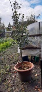 steeneik boom, Tuin en Terras, Planten | Bomen, Ophalen of Verzenden