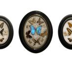 Entomologische collectie van vlinders uit het einde van de 1, Ophalen of Verzenden