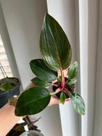 Philodendron Pink Birkin, Huis en Inrichting, Kamerplanten, Ophalen of Verzenden