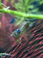 Kleurloze neocaridina garnalen, Dieren en Toebehoren