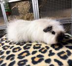 2 Ch teddy zeugjes knuffel, Domestique, Mai, Cobaye, Femelle