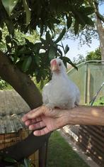 Wyandotte  krielhaantje, Dieren en Toebehoren