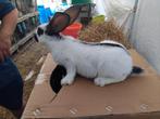 Mooie vlinderkonijn te koop rammelaars 5 stuks, Animaux & Accessoires, Lapins