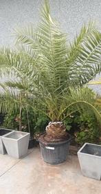 Canariensis Phoenix!, Tuin en Terras, Planten | Bomen, Ophalen