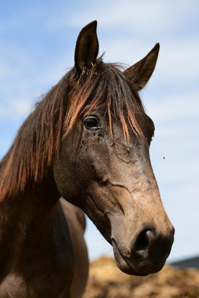 beau pré-étalon, Animaux & Accessoires, Chevaux & Poneys | Étalons & Juments poulinières, Étalon
